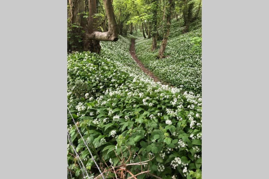 Spaniel Cottage With Views Of Ham Hill, Stoke Sub Hamdon مارتوك المظهر الخارجي الصورة